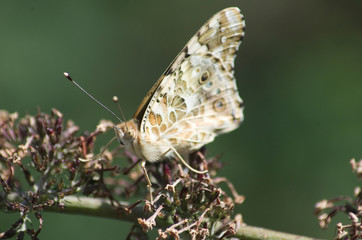 schmetterling