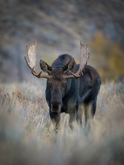 Naklejka na ściany i meble Alces alces shirasi, Moose, Elk is standing in dry grass, in typical autumn environment, majestic animal proudly wearing his antlers, ready to fight for an ovulating hind,Yellowstone,USA..