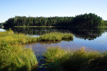 Forest lake