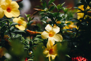 beautiful yellow Golden Trumpet flower or Allamanda Cathartica on green leaves