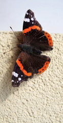 Fototapeta na wymiar Butterflys inspiration