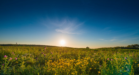Beautiful sunset in a flowered meadow