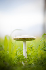 Close up image of a big mushroom growing in a green meadow