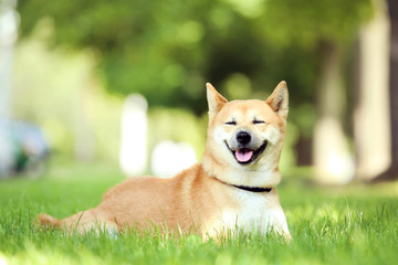 Naklejka na ściany i meble Shiba inu dog lying on the grass in park