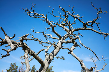 Old dead wood in the finnish archipelago. Blue sky on the background. Nature details on a sunny spring day in Kasnäs, Kemiö, Finland.