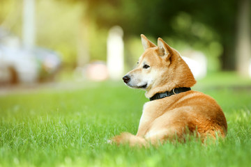 Naklejka na ściany i meble Shiba inu dog lying on the grass in park