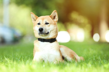 Shiba inu dog lying on the grass in park