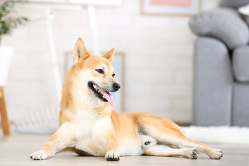 Shiba inu dog lying on the floor at home