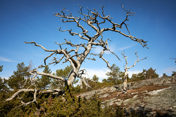 Old dead wood in the finnish archipelago. Blue sky on the background. Nature details on a sunny spring day in Kasnäs, Kemiö, Finland.