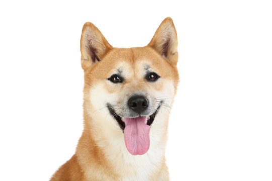 Shiba White Background Images Browse 13 009 Stock Photos