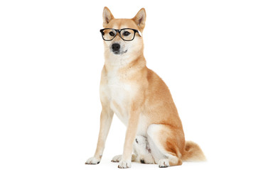 Shiba inu dog in eyeglasses isolated on white background