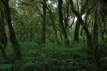 Fototapeta na wymiar ジャングル
