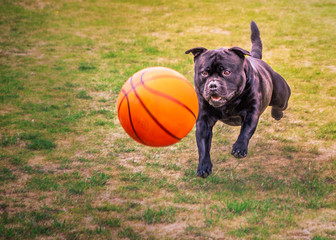 Strong athletic Staffordshire Bull Terrier dog running after, chasing a large orange basket ball on grass, outside.