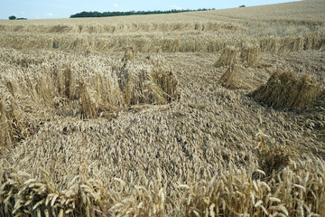 Wheat field