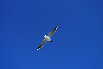 Fototapeta na wymiar Seagull and deep blue sky - Stockphoto
