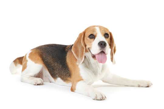 583,263 BEST Dog White Background IMAGES, STOCK PHOTOS & VECTORS ...