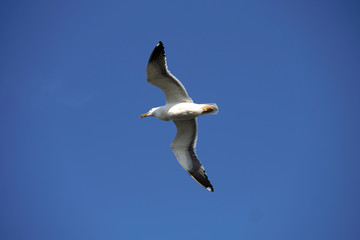 Seagull and deep blue sky - Stockphoto