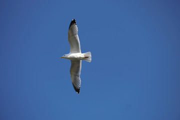 Seagull and deep blue sky - Stockphoto