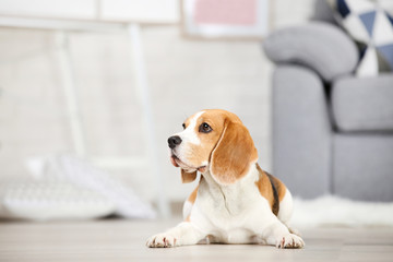 Beagle dog lying on the floor