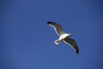 Seagull and deep blue sky - Stockphoto
