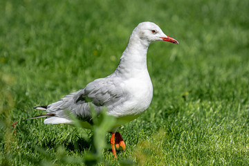 Eine weiß-graue Möwe auf einer grünen Wiese