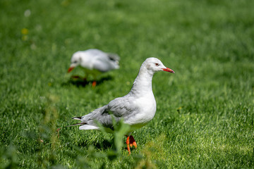 Eine weiß-graue Möwe auf einer grünen Wiese