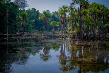 Fototapeta na wymiar Igapó, Amazônia - Brazil