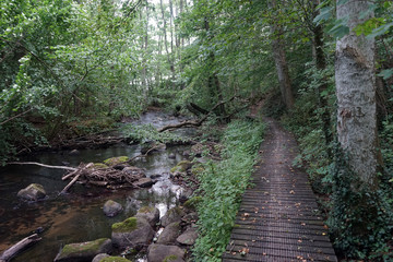 Obraz premium Walkway in forest