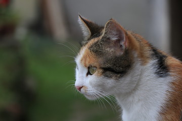 portrait of an orange and white cat with green eyes