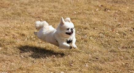 Fototapeta premium Pekingese - flying dog