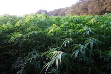Fototapeta na wymiar Marijuana field and forest