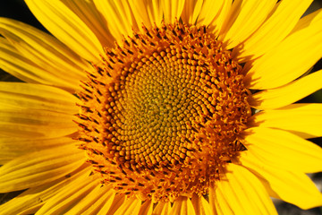 Obraz premium close-up of a beautiful sunflower in a field