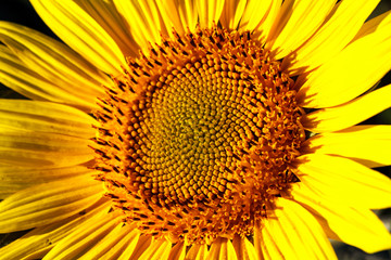 Obraz premium close-up of a beautiful sunflower in a field