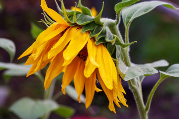 Fototapeta na wymiar close-up of a beautiful sunflower in a field