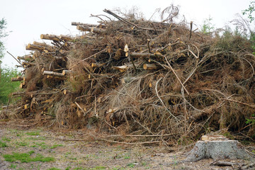 Heap of trees