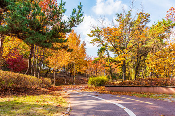 Autumn road in the Park,Seoul Korea
