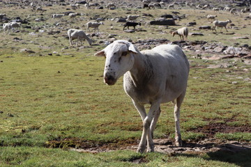 Ovejas pastando en un prado de montaña
