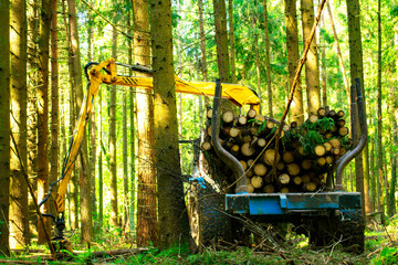 loading logs in the forest
