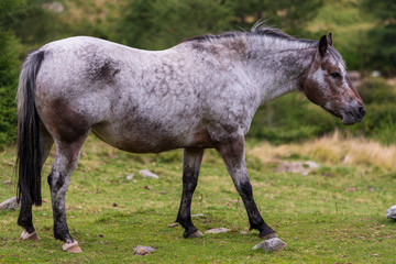 Fototapeta premium Pferd auf einer Koppel