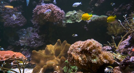 coral reef with fish