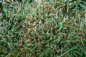 Closeup frosty green grass in the garden on winter morning.