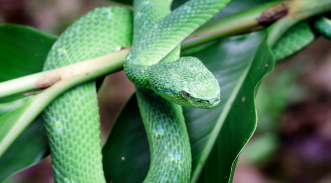 djungle life in animals and nature