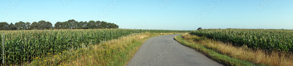 Wall mural Corn field