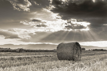 Agricultural landscape image, round hay bales on field, vibrant clouds with divine lights at sunset in black and white.