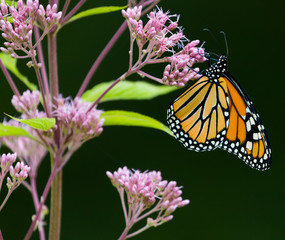 Monarch Butterfly
