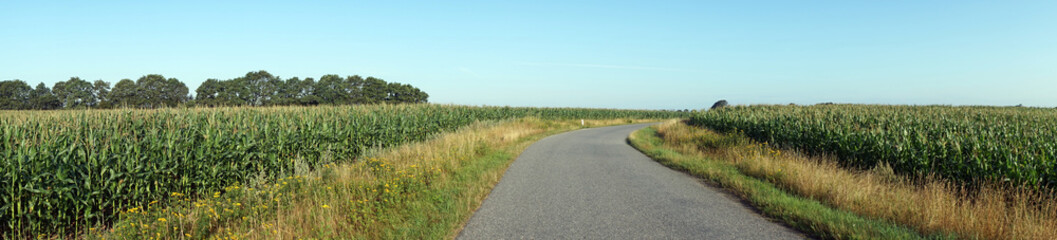 Fototapeta premium Corn field