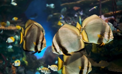 fish in aquarium