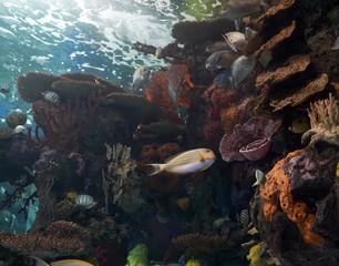 coral reef with tropical fish