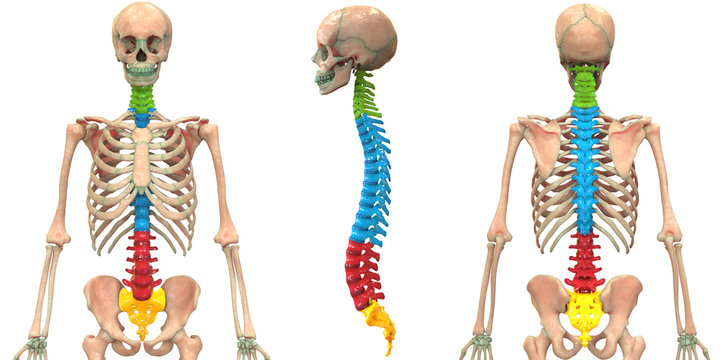 Human Skeleton System Vertebral Column Anatomy