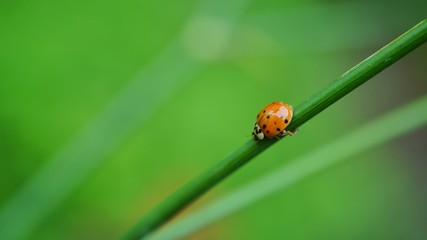 ladybug on green leaf